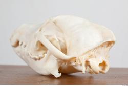 Skull III